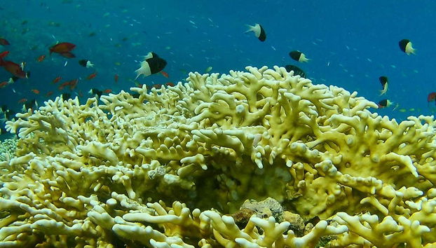 Marvel at the marine life of Marsa Alam!