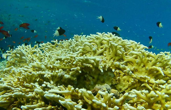 Red Sea Beginner Scuba Diving and Snorkeling - Photo 4