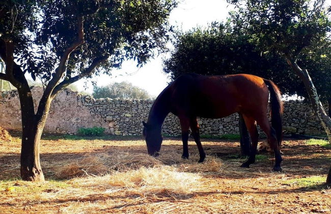 Masseria Costarella - Photo 31