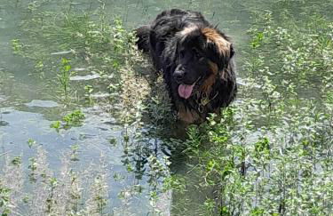 Holiday Guesthouse La Casina di Butzi pet friendly - Terme di Arta - Zoncolan - Foto 52