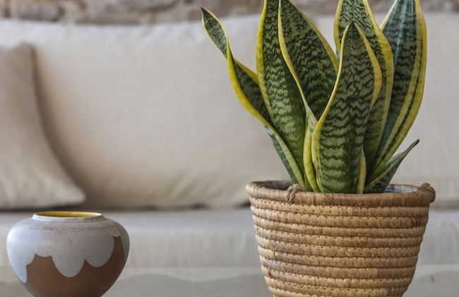 Anesea Milos Kipos Beach - Foto 11