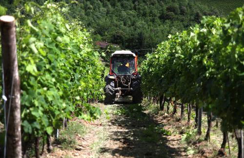 Podere Vignola - Foto 40