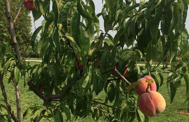 Corte Breda Agriturismo Bed & Breakfast - Foto 40