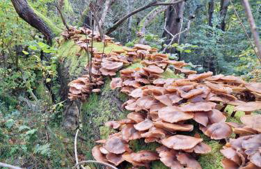 Ryan's Cottage - Photo 9