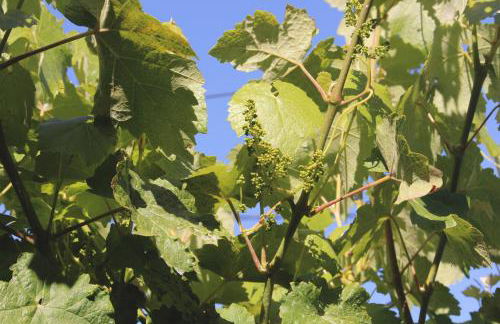 Casa Vouzelinha - Foto 27