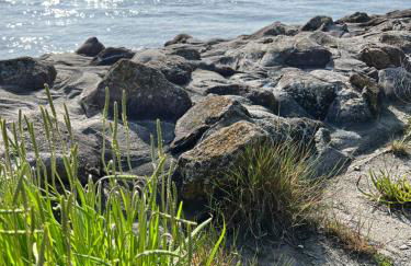 Neues Apartment Nordisch bei Nature by Fewo & Zimmer Bruns - Foto 24