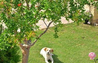 Great sea view apartment kokkini hani - Foto 61