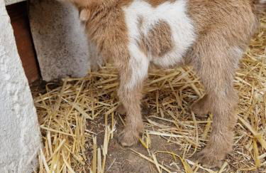 Casa Nikana - Foto 38