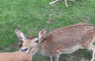 Dom na polanie - Photo 41