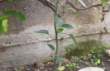 IL CAMINETTO - Foto 24