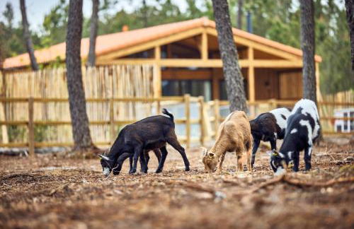 Center Parcs Les Landes de Gascogne - Foto 11