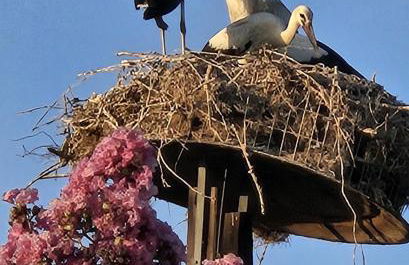 Kerkini's Harmony House - Foto 16