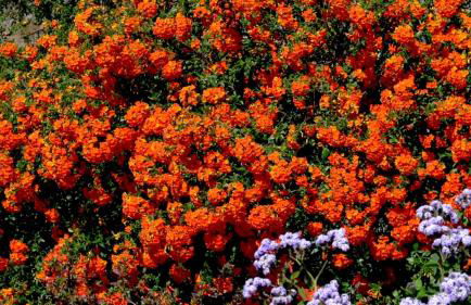 Villa Buena Vista - Foto 27