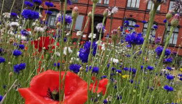 back to school (rote Schule) - Foto 5, Garden