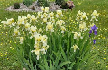 Siedlisko Jelonki - Foto 60