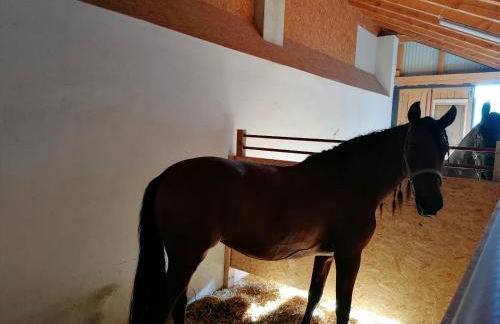 Wild Life Ranch - Foto 28