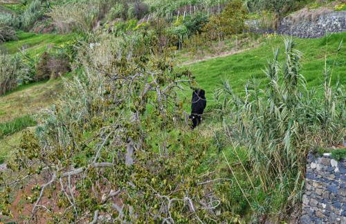 Casa da Piedade, a Home in Madeira - Foto 74