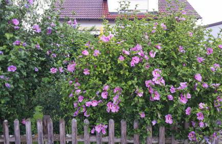 Schillerstüble - Foto 14