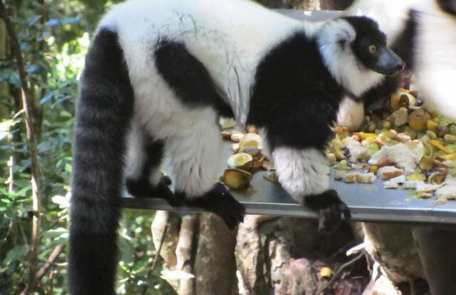 Treehouse Cottage - Foto 22