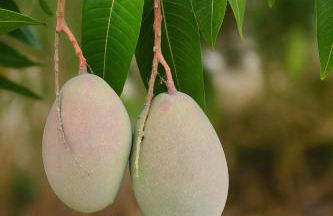 Villa With Jacuzzi and Panoramic Views in Prestigious El Rosario, Marbella - Foto 7