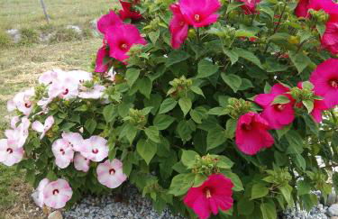 La petite maison dans le Quercy - Foto 23