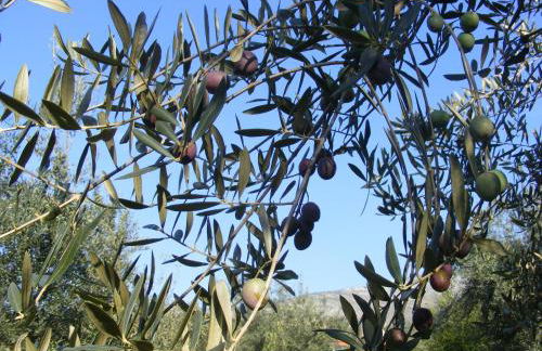 Agriturismo Country Casale Rufo - Foto 24