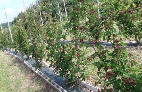 Agriturismo Campagnoletto - Foto 32