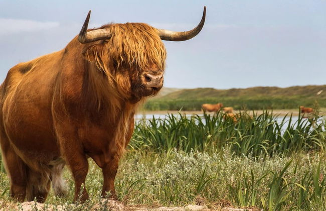 Comfortable Chalet With Dishwasher, in the Texel Dune Areal - Foto 40