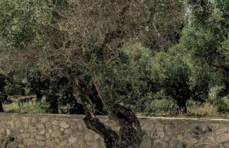 Villa Alexia on the Greek Island of Zakynthos - Foto 15