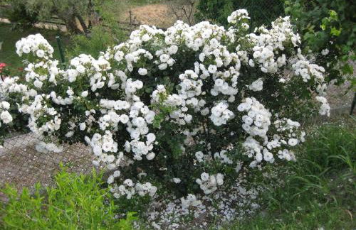 Bancal de Los Pérez - Foto 35