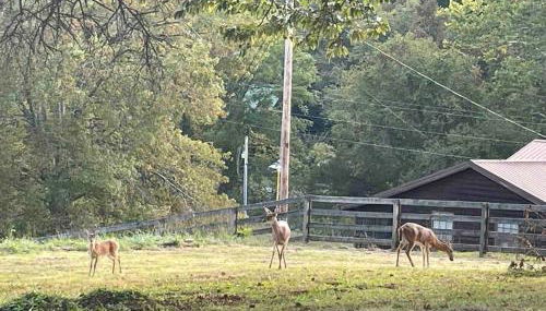 Hilltop Haven w/Creek&Waterfall Dntwn McCaysville - Foto 3