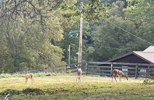 Hilltop Haven w/Creek&Waterfall Dntwn McCaysville - Photo 3