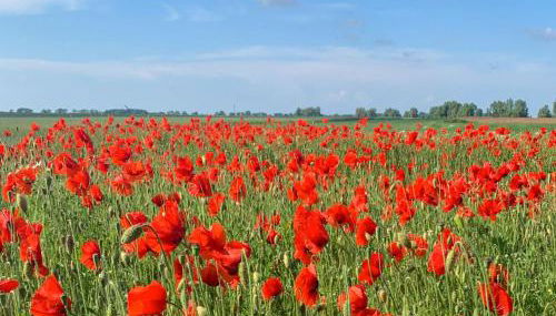 Ferienwohnungen Klein Kapelle - Foto 4
