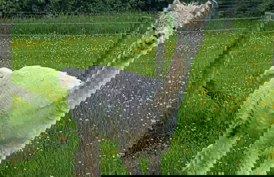 Tanglewood Barn - Foto 39