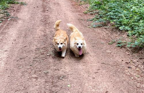 Les Perruchons ancienne grange rénovée avec soin - Foto 45