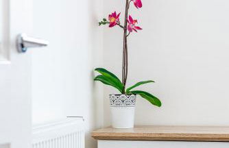 Greyfriars - Foto 152