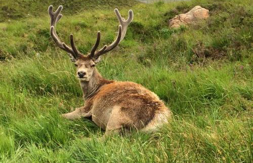The Pines Self-catering cottage,Wester Ross, Scotland - Foto 19