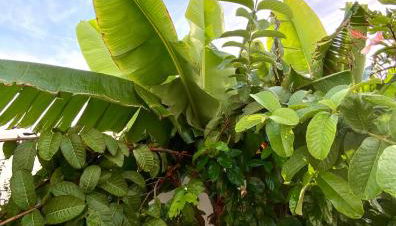 Jardín del mar - Foto 4