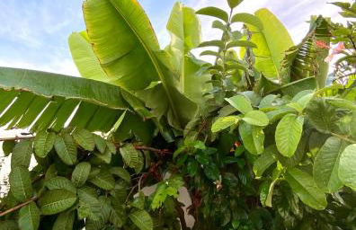 Jardín del mar - Photo 4