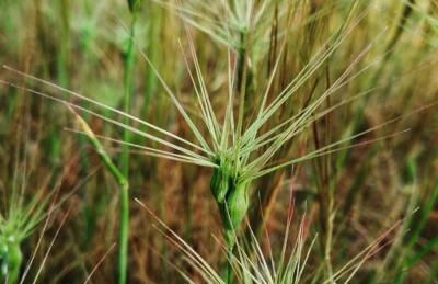 Agroturismo Matxani Gran - Foto 24