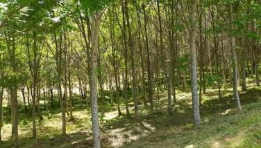 Casa de Campo - Casa da Ribeira - Foto 4