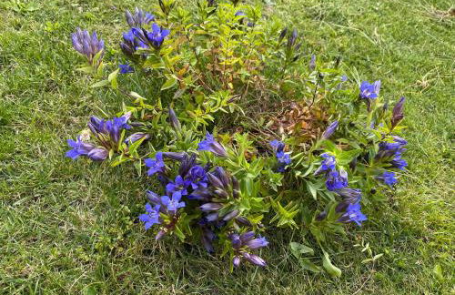 Maison Eglantine - Foto 40