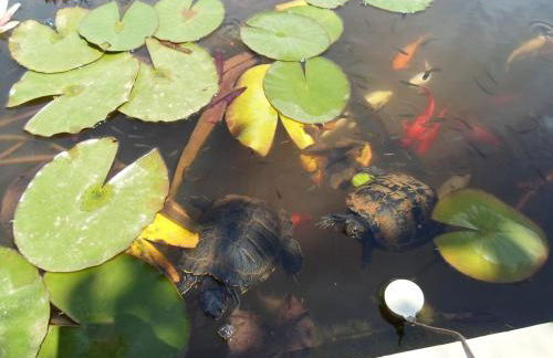 Villa Martina nel Salento - Foto 33