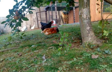 Citynahe Wohnung Festung Ehrenbreitstein 65m² mit großem Garten - Foto 15