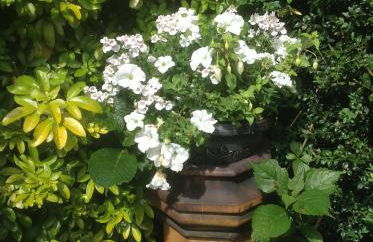 The Garden Flat - Photo 15