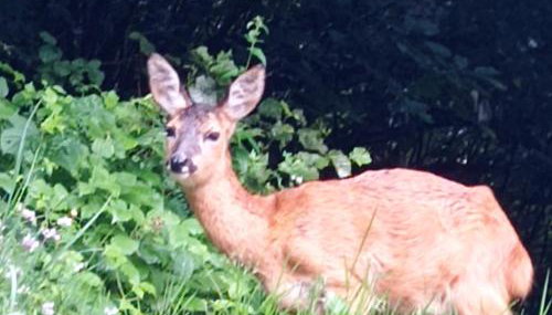 Baita Figliezzi - Foto 4