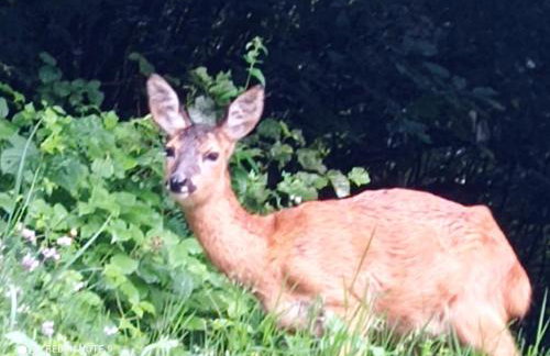 Baita Figliezzi - Foto 4