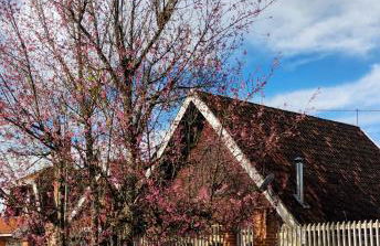 Chalé da Cerejeira - Foto 1