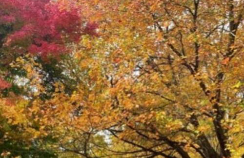 Poconos Peaceful Retreat - Families & Large Groups - Foto 36