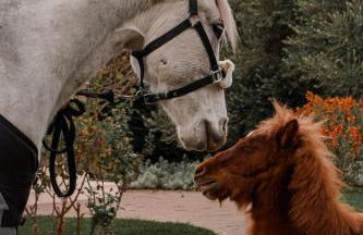 Rocca dei Saraceni - Foto 100